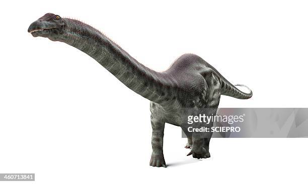 stockillustraties, clipart, cartoons en iconen met apatosaurus dinosaur, artwork - sauropoda