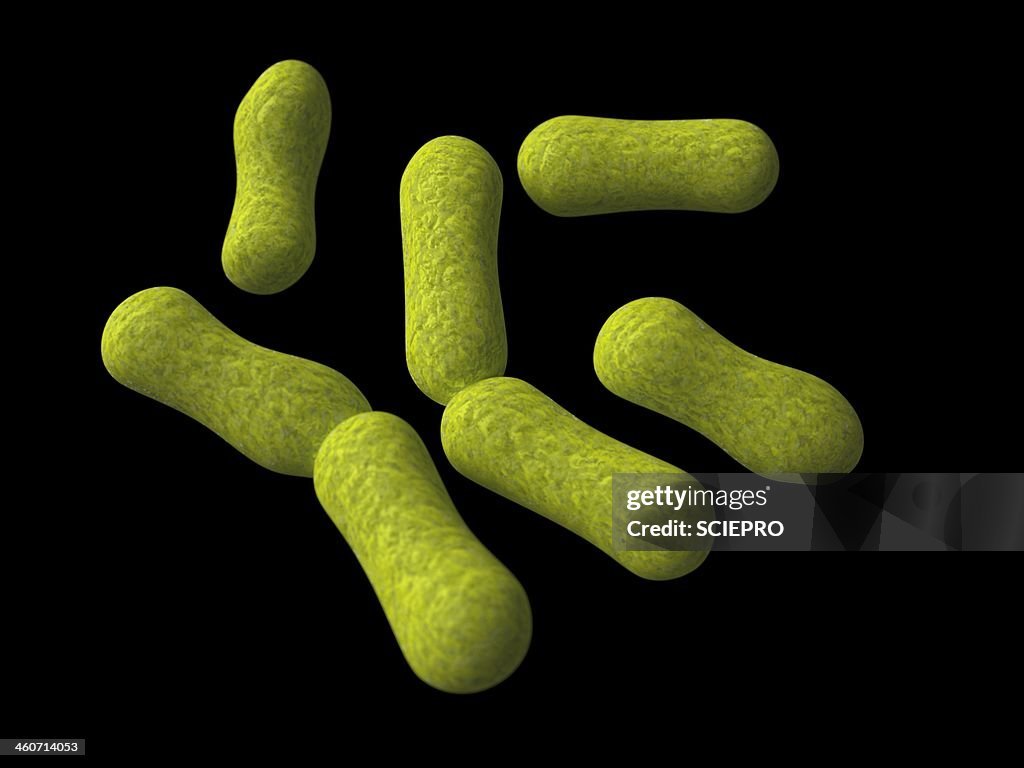 Propionibacterium acnes, artwork