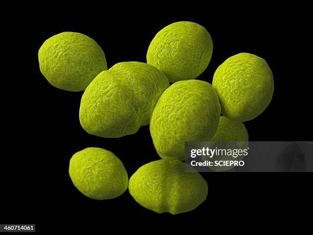 Enterococcus Drawing 125 Enterococcus Stock Photos, High-Res Pictures, and Images - Getty Images