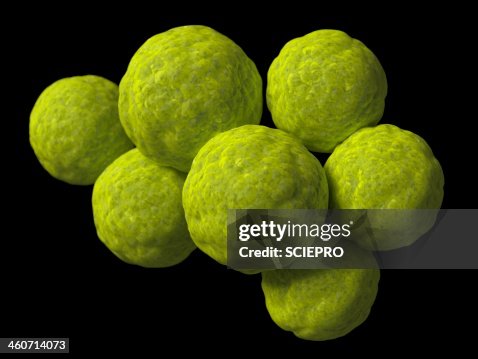 Chlamydia, artwork Chlamydia, artwork