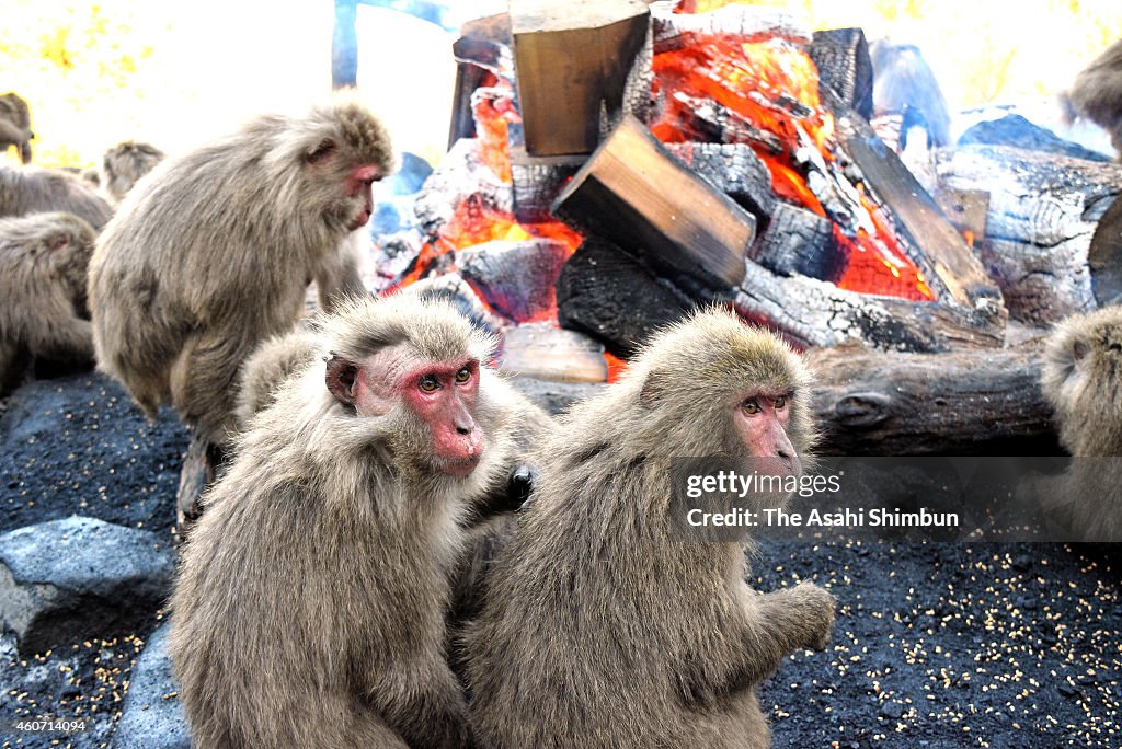 Japanese Yaku Macaques Keep Warm By Bonfire