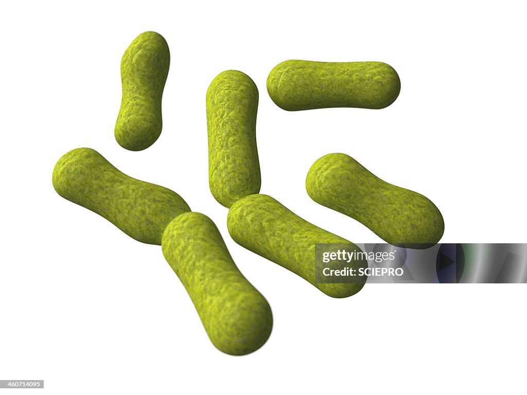 Propionibacterium acnes, artwork