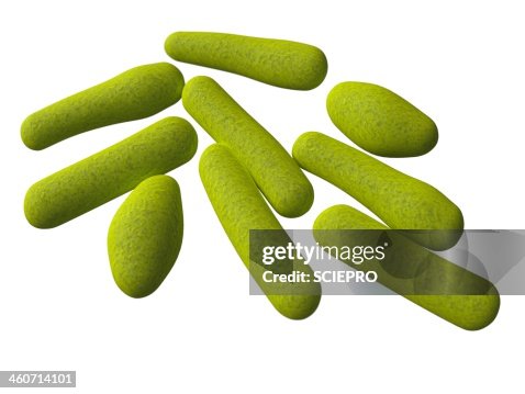 Clostridium, artwork Clostridium, artwork