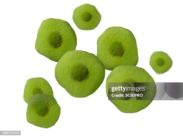 ilustrações de stock, clip art, desenhos animados e ícones de pneumocystis, artwork - pneumonia por pneumocystis carinii
