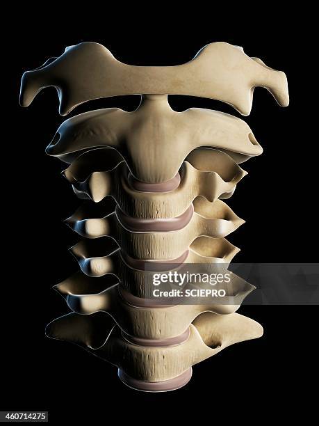 cervical spine, artwork - cervical vertebrae stock illustrations