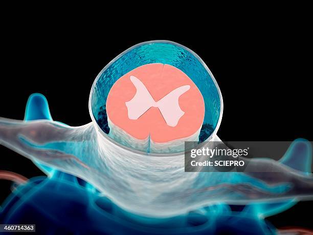 cerebrospinal fluid, artwork - bone cross section stock illustrations