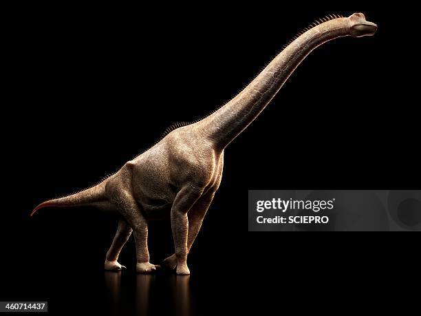 brachiosaurus dinosaur, artwork - herbivorous stock illustrations