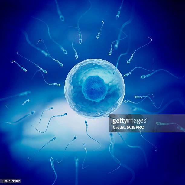 stockillustraties, clipart, cartoons en iconen met sperm and egg cell, artwork - human egg