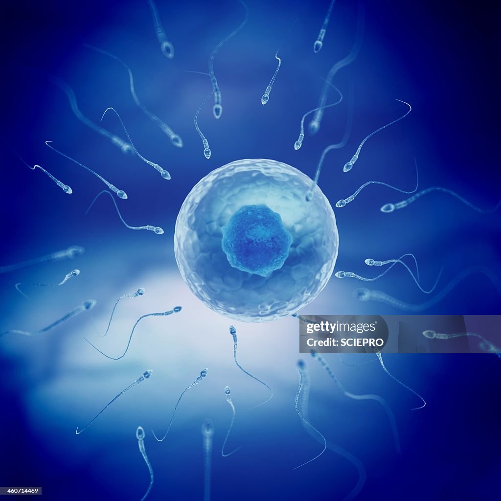 Sperm and egg cell, artwork