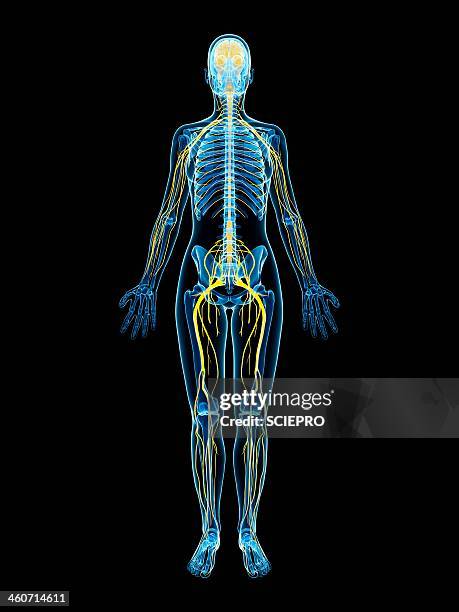 female nervous system, artwork - nerve stock illustrations