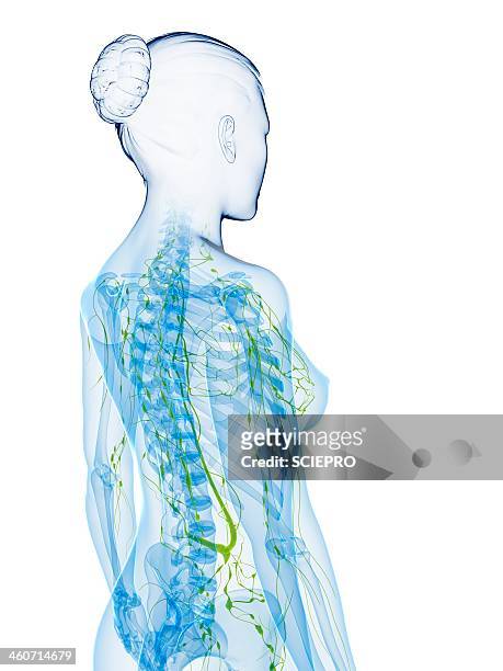 female anatomy, artwork - lymphatic system stock illustrations