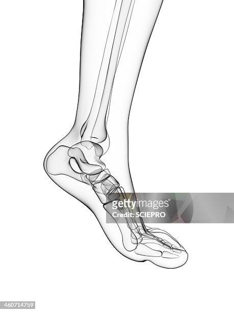 illustrazioni stock, clip art, cartoni animati e icone di tendenza di bones of the foot, artwork - fibula