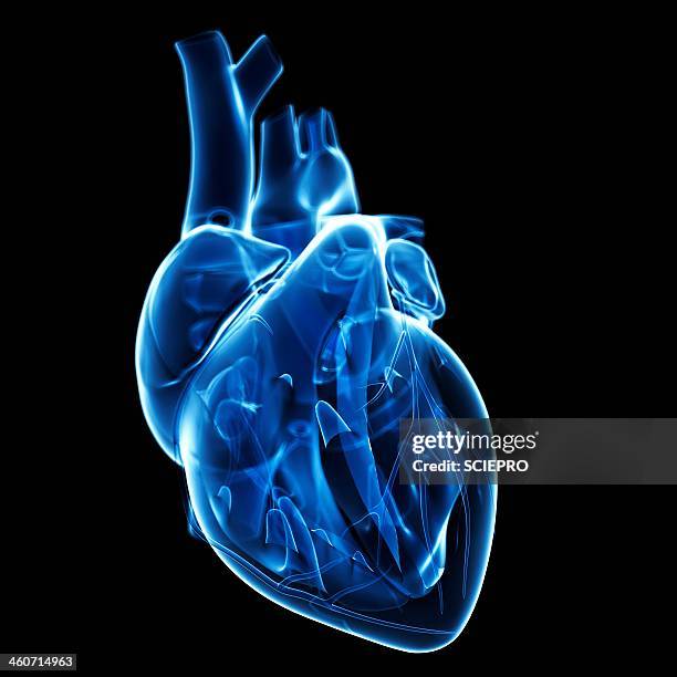 6 229点の血流イラスト素材 Getty Images 6 229点の血流イラスト素材 Getty Images