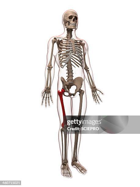 Thigh Bone Artwork High-Res Vector Graphic - Getty Images