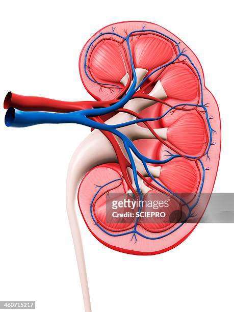 kidney anatomy, artwork - human kidney stock illustrations