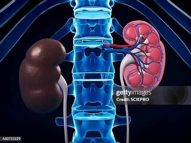 kidney anatomy, artwork - human kidney stock illustrations