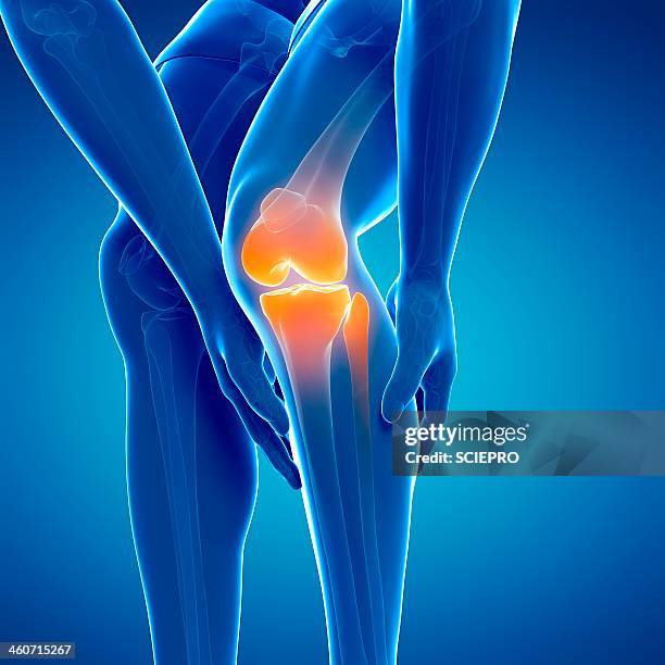 12 258 Knee Joints Stock Photos High Res Pictures And Images Getty 12-258-knee-joints-stock-photos-high-res-pictures-and-images-getty