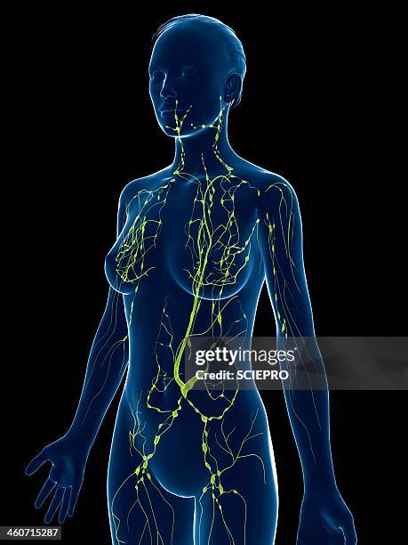 female lymphatic system, artwork - lymphsystem stock-grafiken, -clipart, -cartoons und -symbole