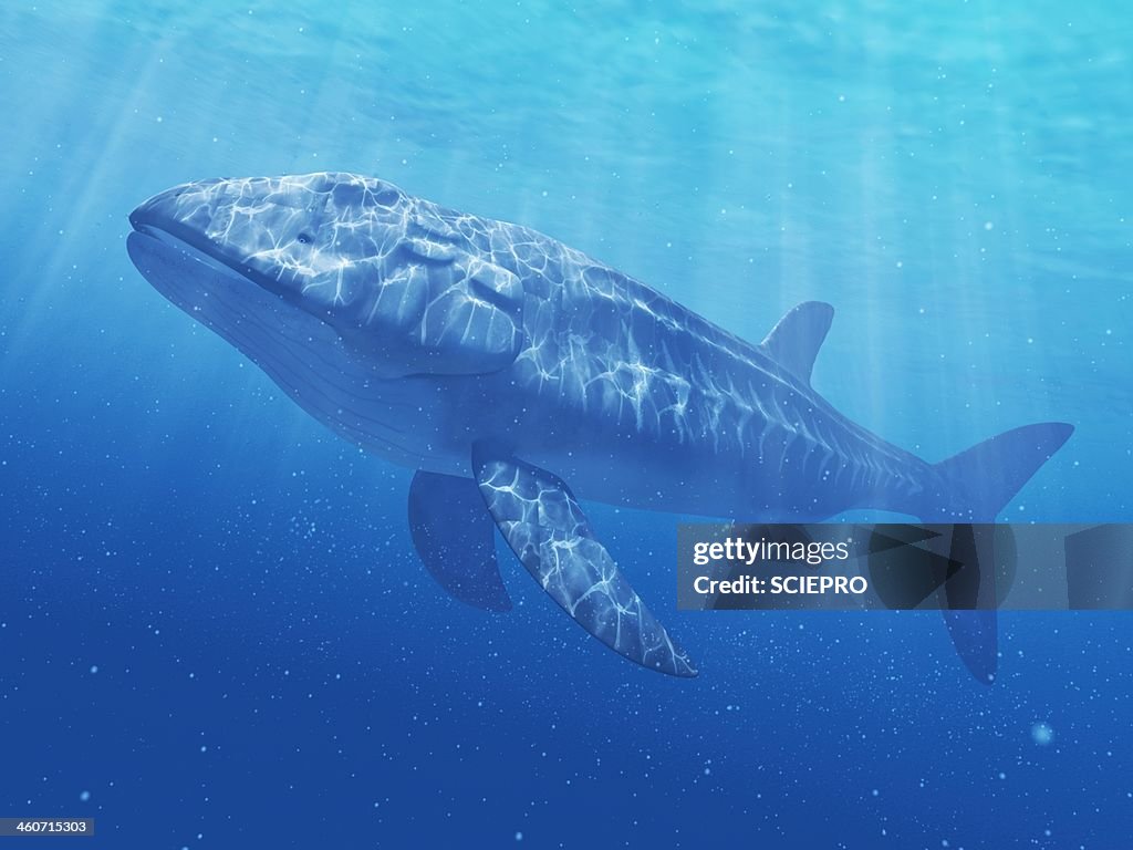 Leedsichthys prehistoric fish, artwork