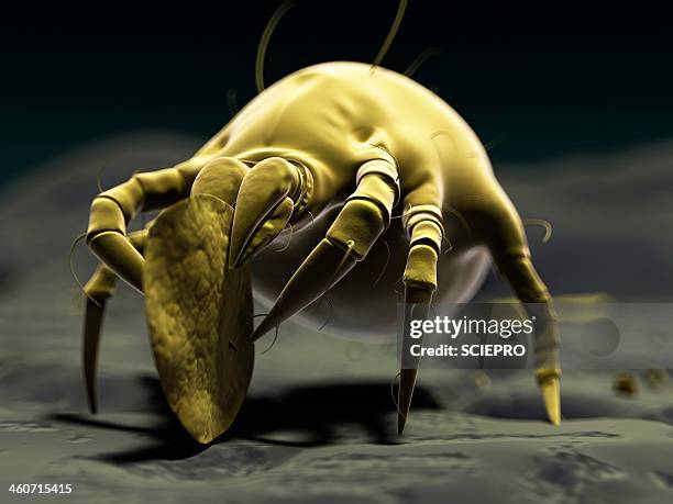 dust mite, artwork - mite stock illustrations