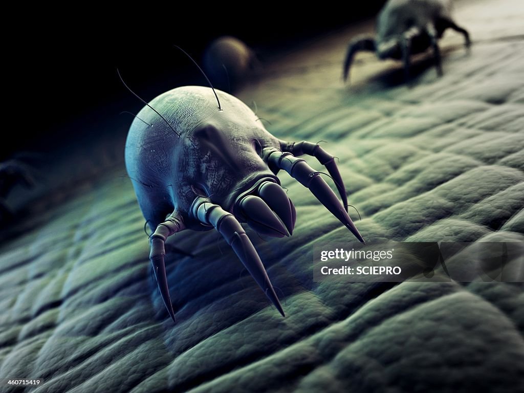 Dust mite, artwork