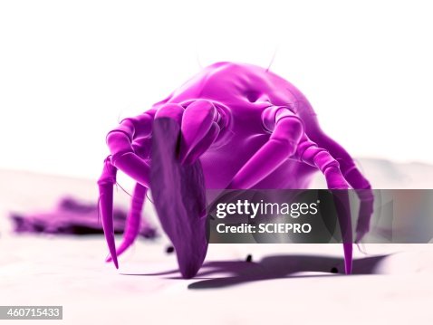 Dust mite, artwork Dust mite, artwork