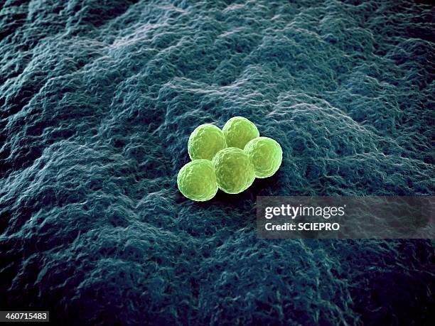 mrsa bacteria, artwork - staphylococcus stock illustrations