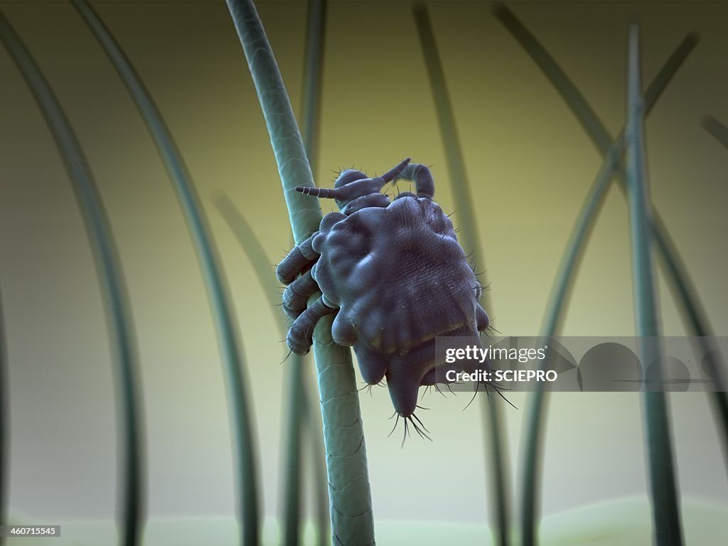 Pubic louse, artwork