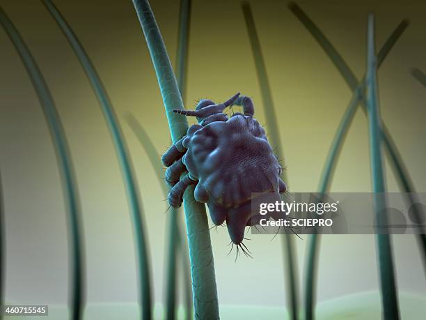 41 Pubic Crabs Stock Photos, High-Res Pictures, and Images - Getty Images
