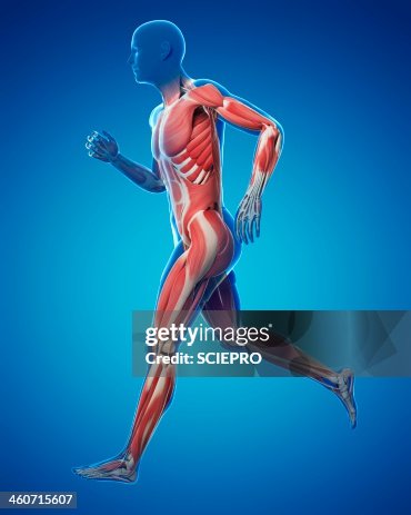 Runner muscles, artwork Runner muscles, artwork