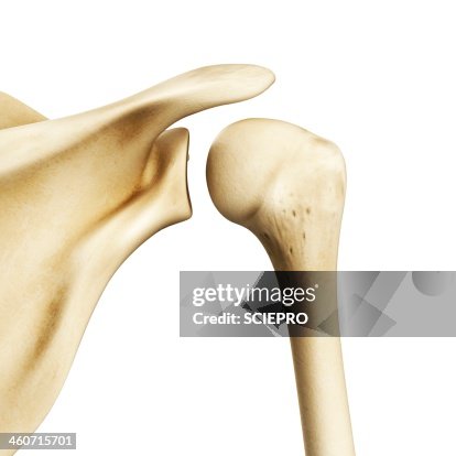 Shoulder joint, artwork Shoulder joint, artwork
