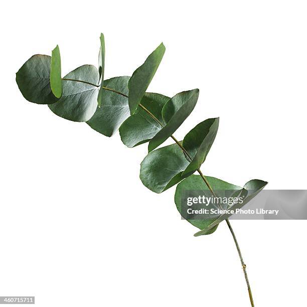 eucalyptus sp leaves - eucalyptus leaves stock-fotos und bilder