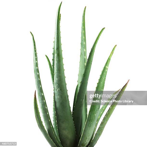 aloe vera plant - aloe vera plant stock pictures, royalty-free photos & images