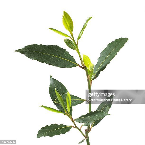 bay tree laurus nobilis stem - bay leaf stock-fotos und bilder