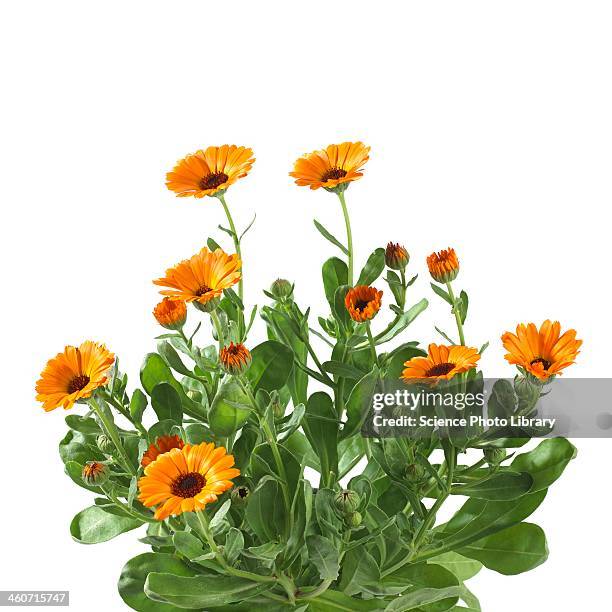 marigold calendula officinalis flowers - calendula officinalis stock pictures, royalty-free photos & images