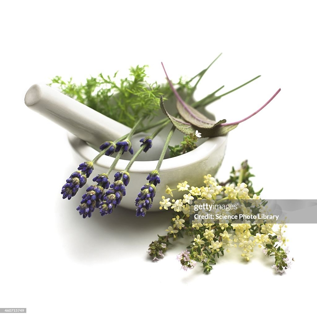 Medicinal plants, conceptual image