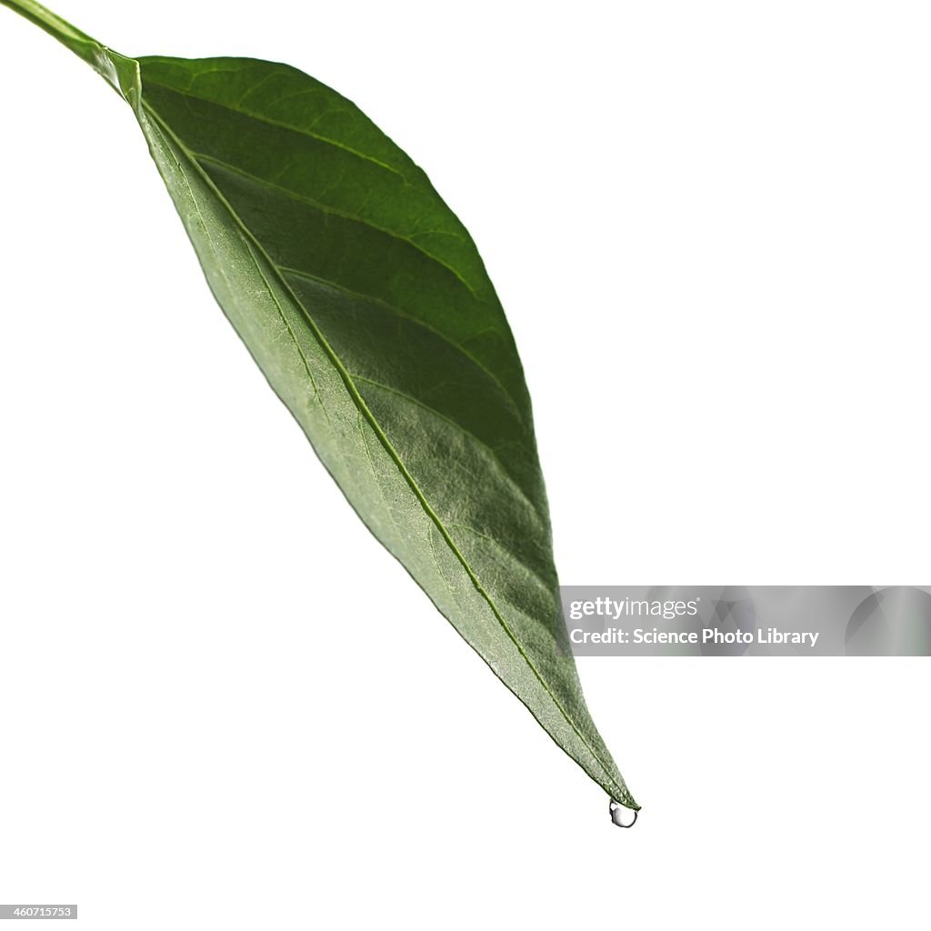 Water drop on leaf