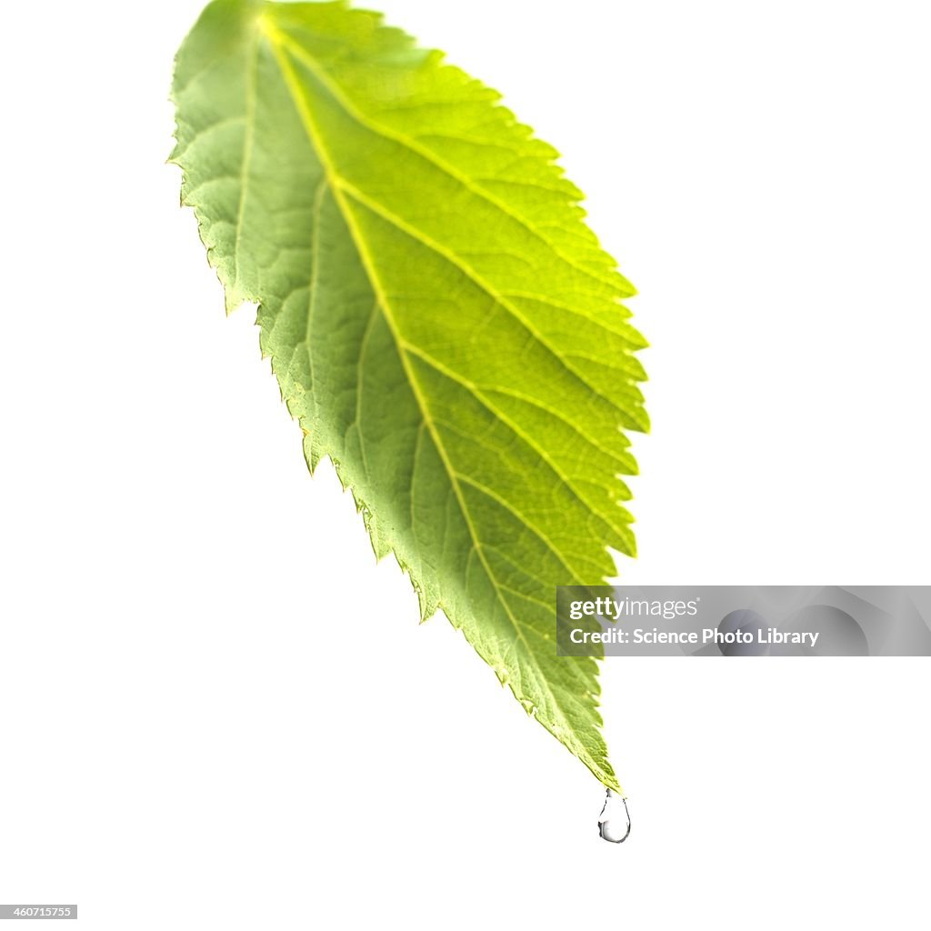 Water drop on leaf