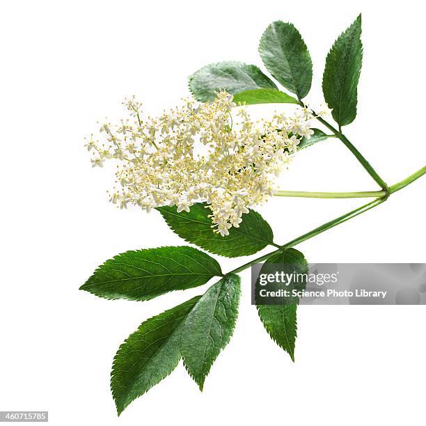 elderflowers sambucus nigra - european black elderberry stock pictures, royalty-free photos & images