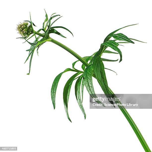 valerian valeriana officinalis - valeriana officinalis stock pictures, royalty-free photos & images