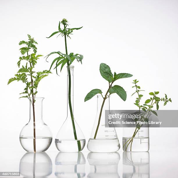 medicinal plants, conceptual image - glass beaker stock-fotos und bilder