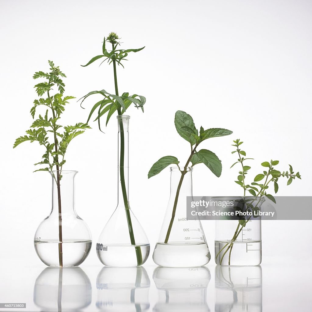 Medicinal plants, conceptual image