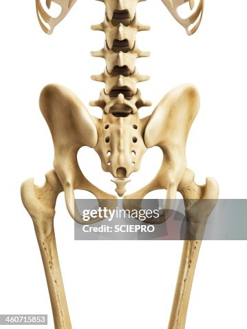 Hip bones, artwork Hip bones, artwork