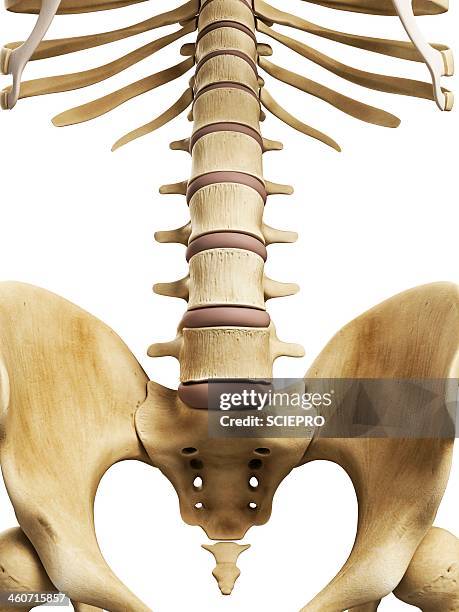 spine and sacrum, artwork - human vertebra stock-grafiken, -clipart, -cartoons und -symbole