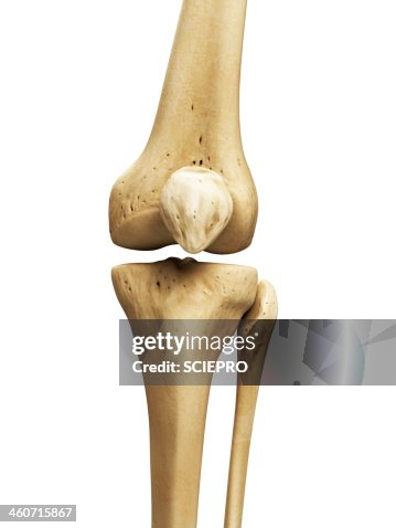 Knee bones, artwork Knee bones, artwork