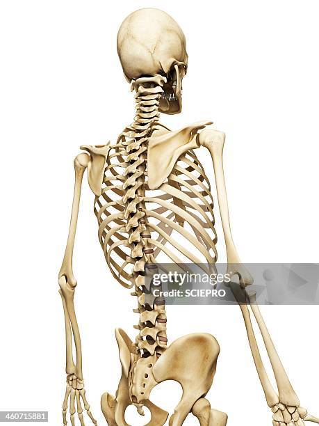 Back Human Vector Human Back Artwork High-Res Vector Graphic - Getty Images
