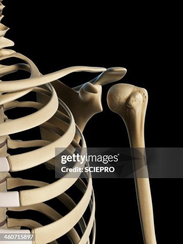 Shoulder bones, artwork Shoulder bones, artwork