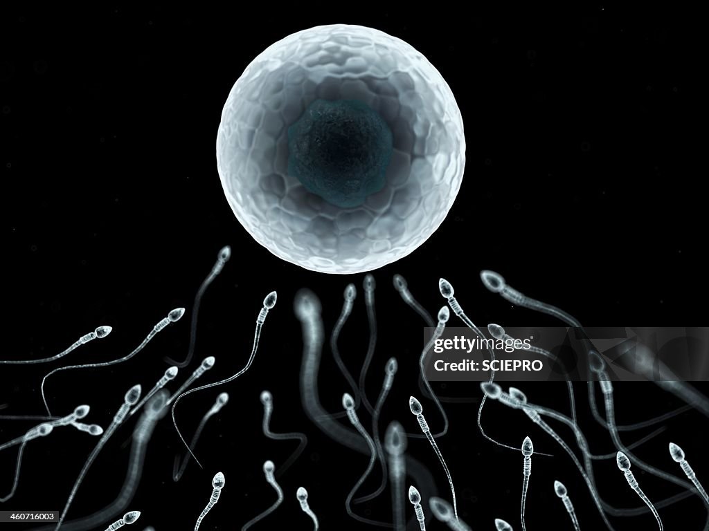 Egg and sperm, artwork