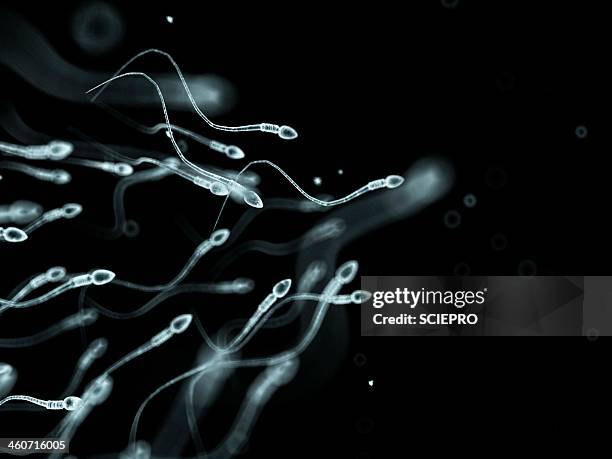 stockillustraties, clipart, cartoons en iconen met human sperm, artwork - spermatozoide