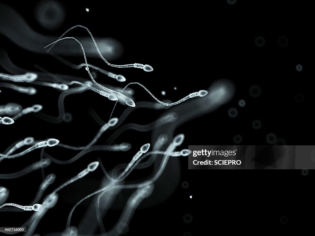 Human sperm, artwork